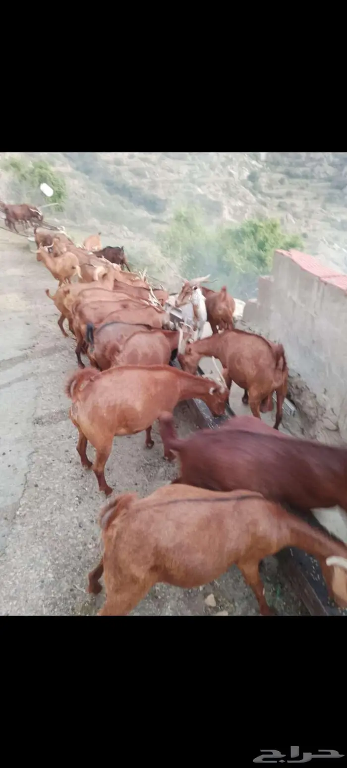 معزاء بلدي للبيع 2