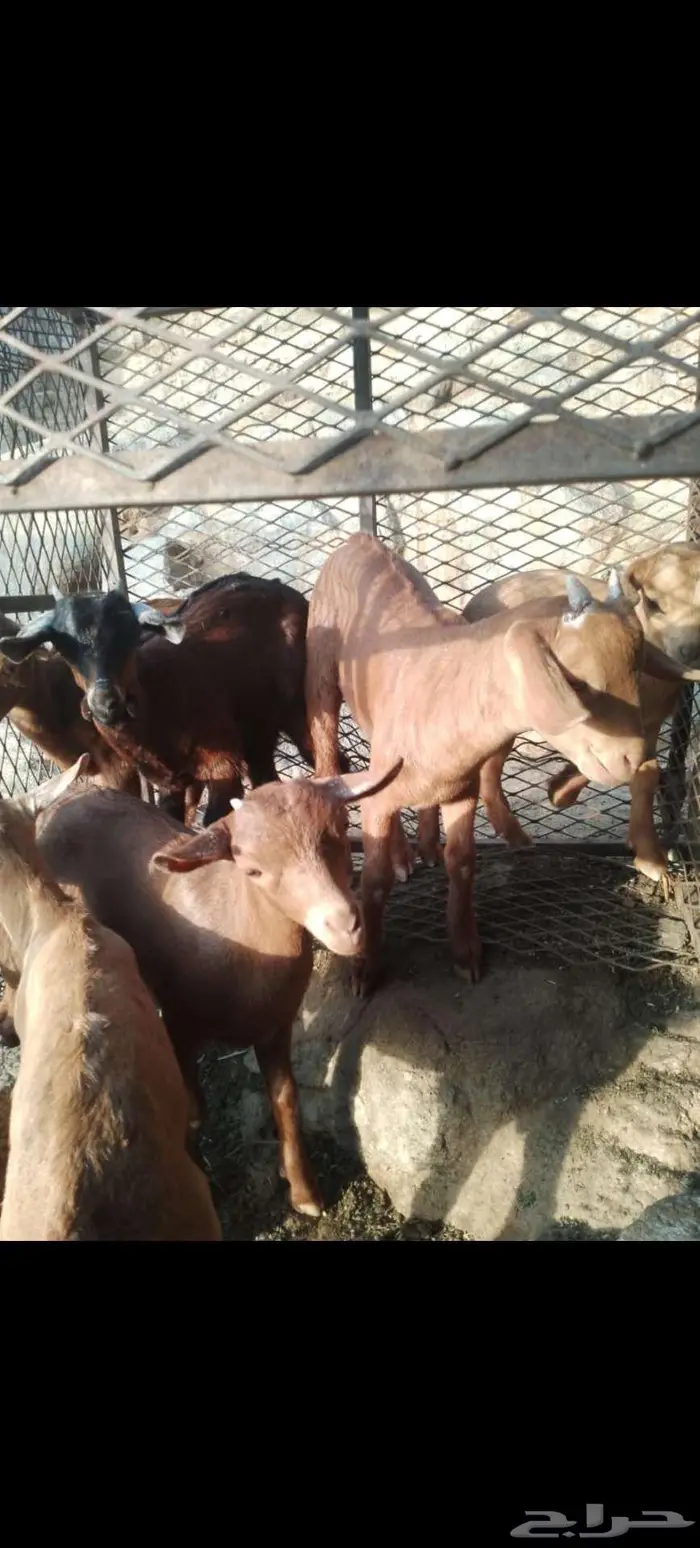 معزاء بلدي للبيع 4