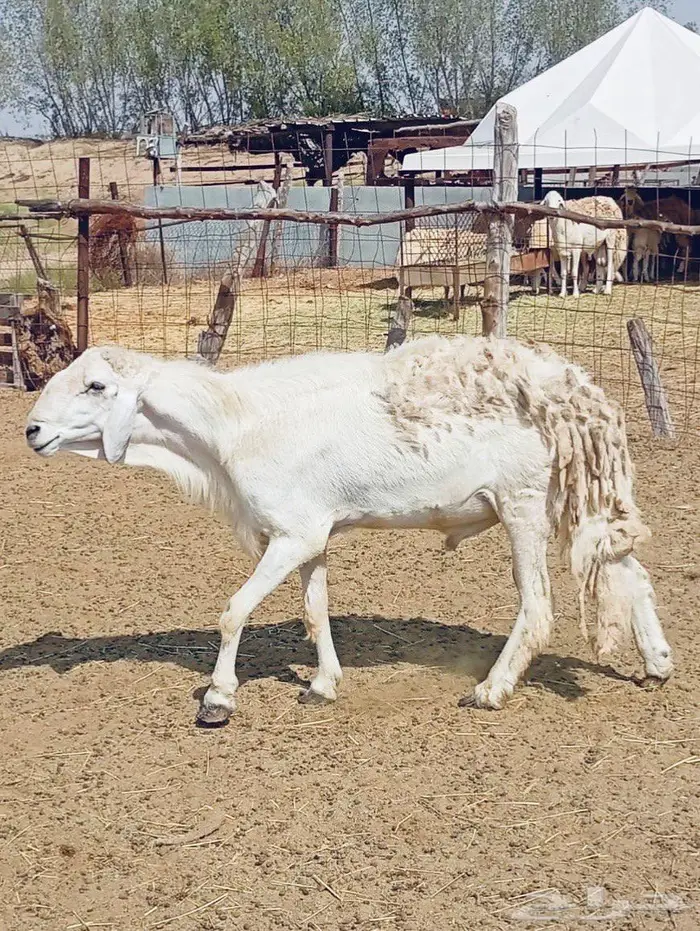 فحل حري من مراح صنف 1