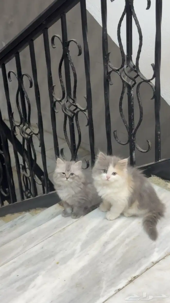 بساس للبيع 2