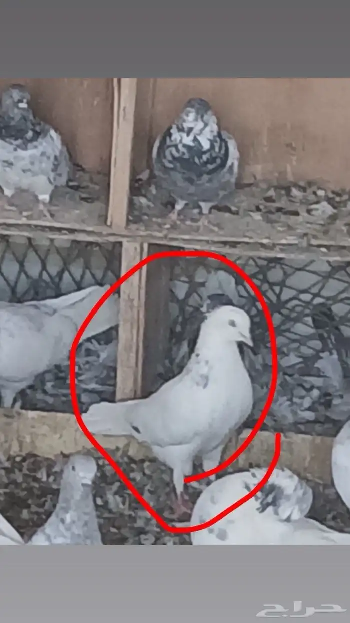 حمام قطيفي قلاب للبيع 0