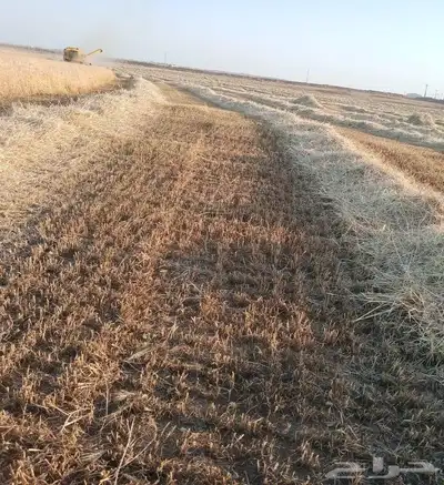 شعير index
