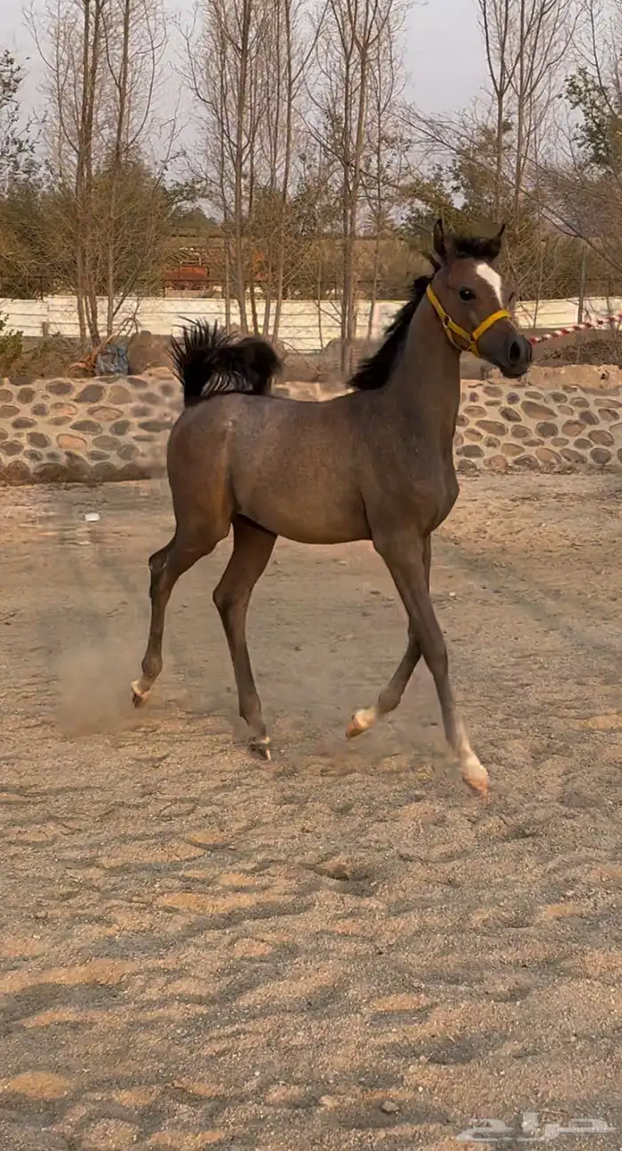 مهر بسعر السوق 0