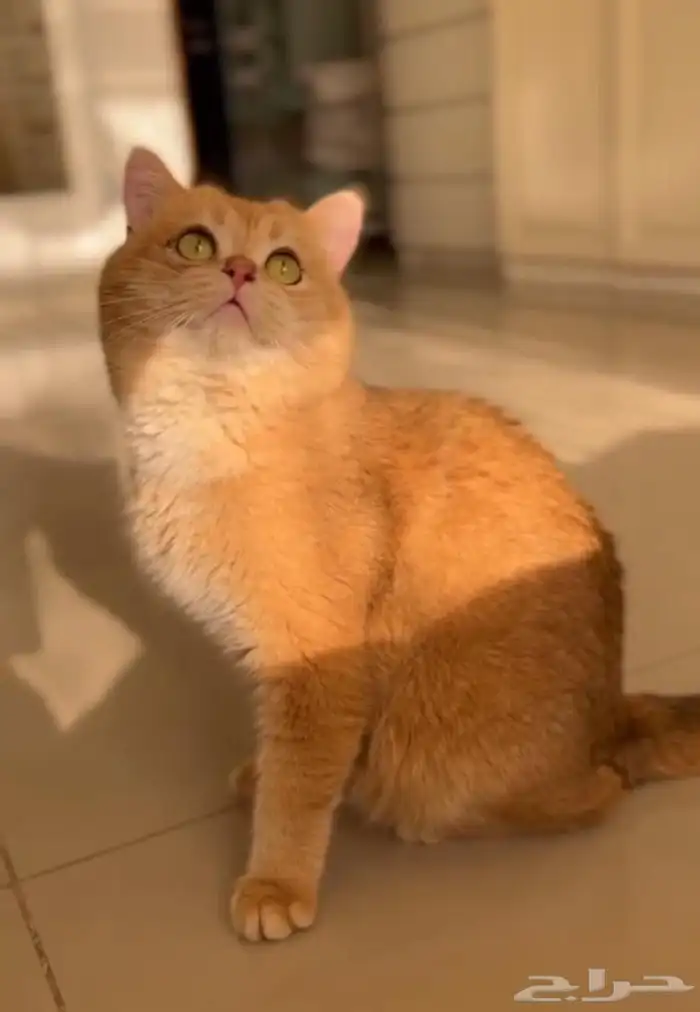 ذكر فحل مسجل سكوتش ny12 5