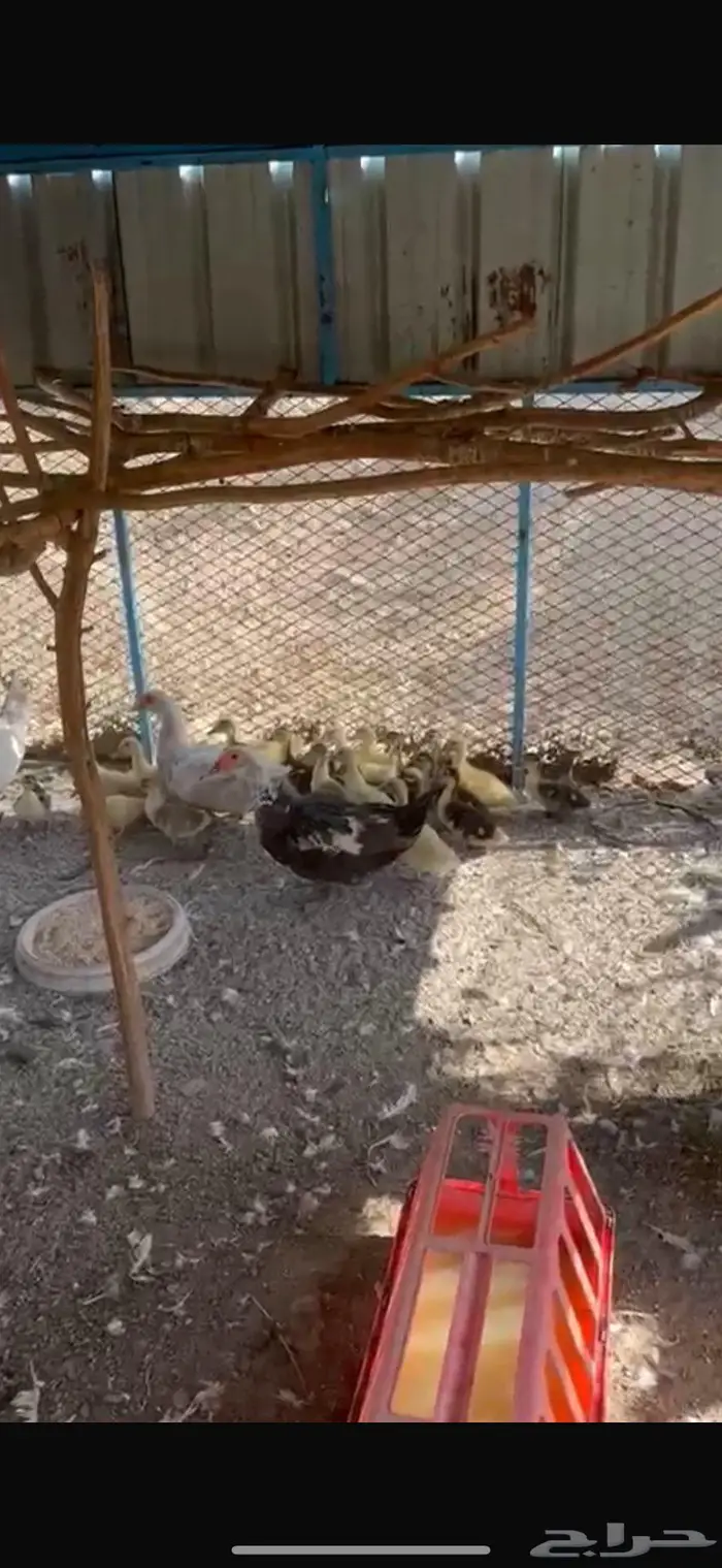 بط وفروخه 0