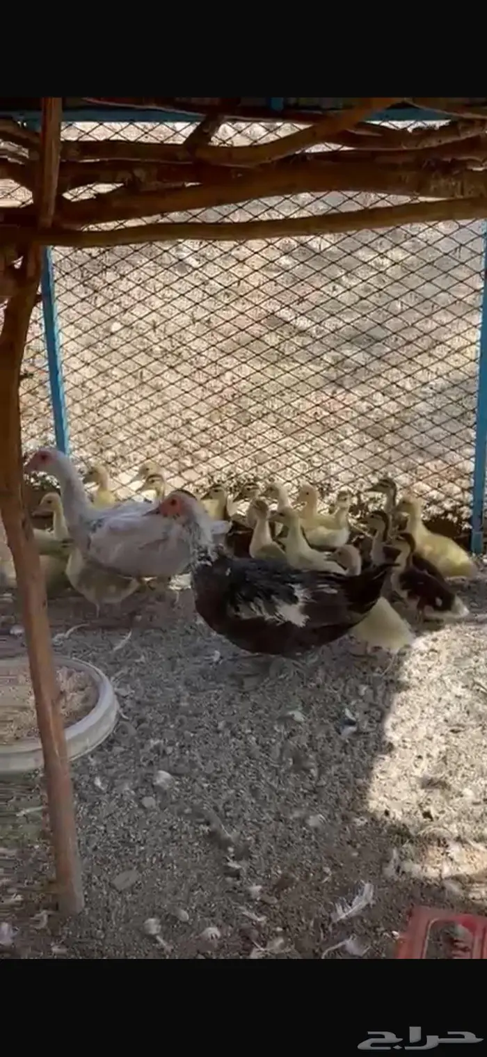 بط وفروخه 1