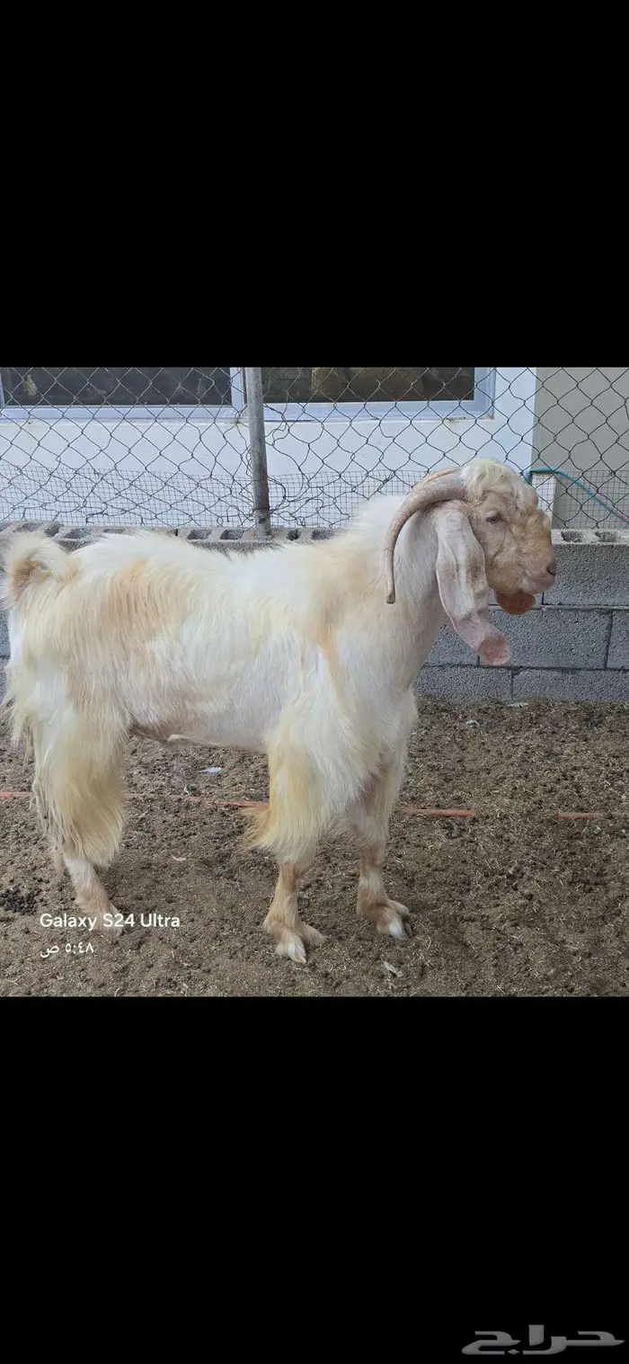 تاروت القطيف 0