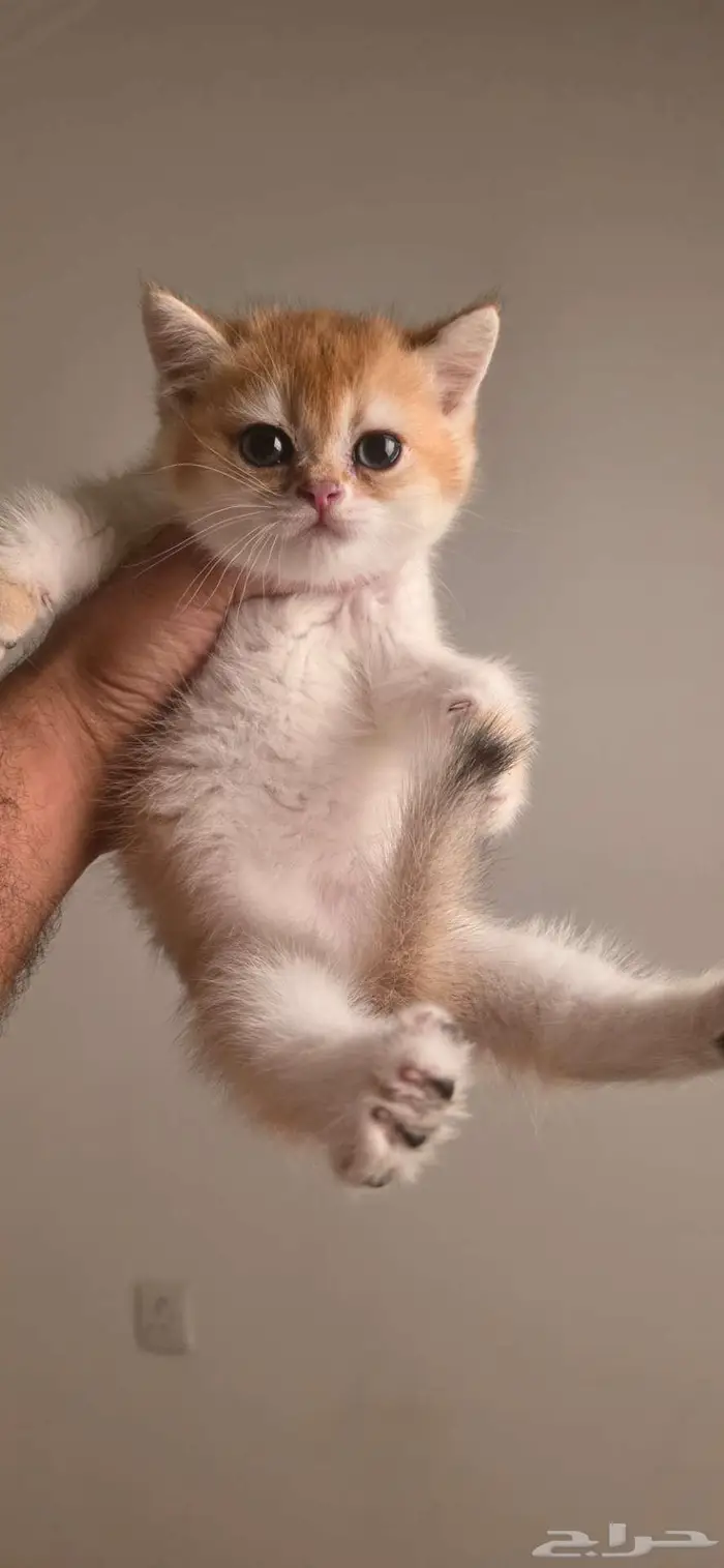 قولد بريتش كيتن (ذكور واناث) 3