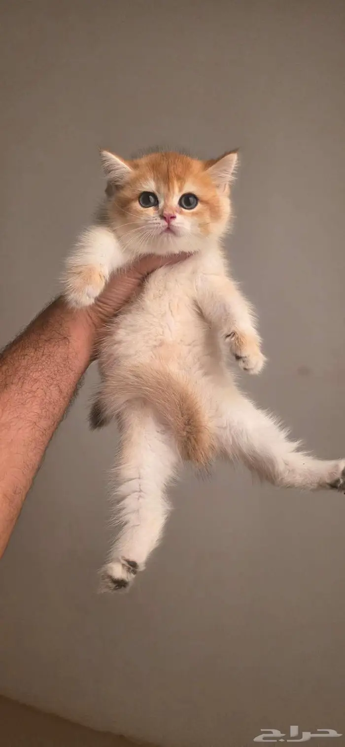 قولد بريتش كيتن (ذكور واناث) 1