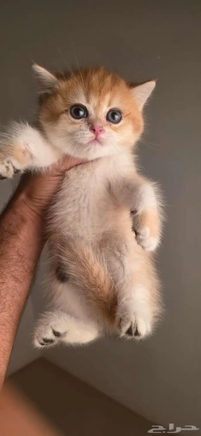 قولد بريتش كيتن (ذكور واناث) 4