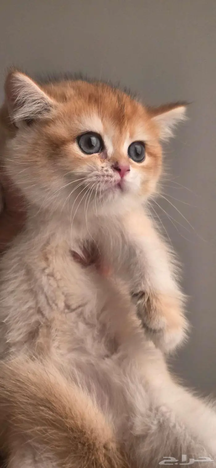 قولد بريتش كيتن (ذكور واناث) 0