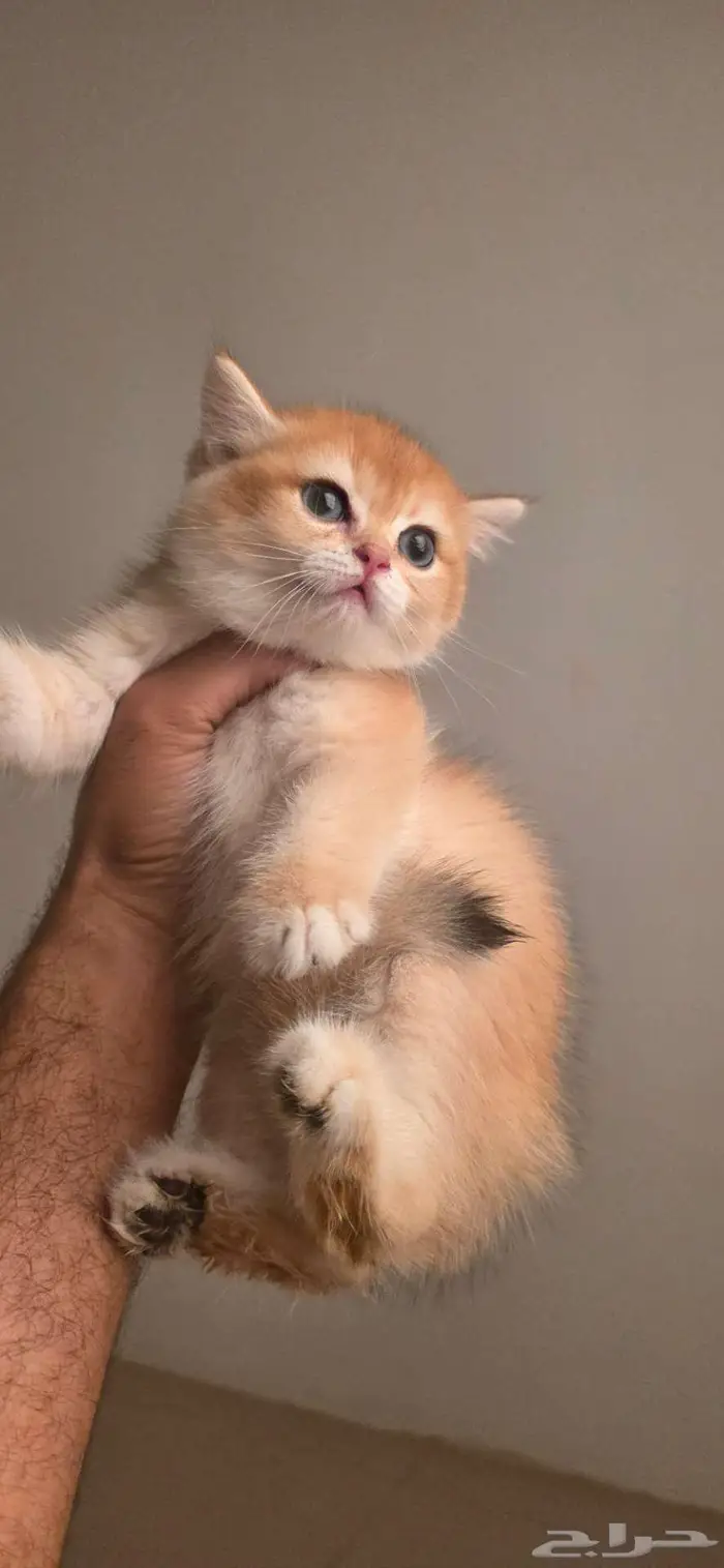 قولد بريتش كيتن (ذكور واناث) 2