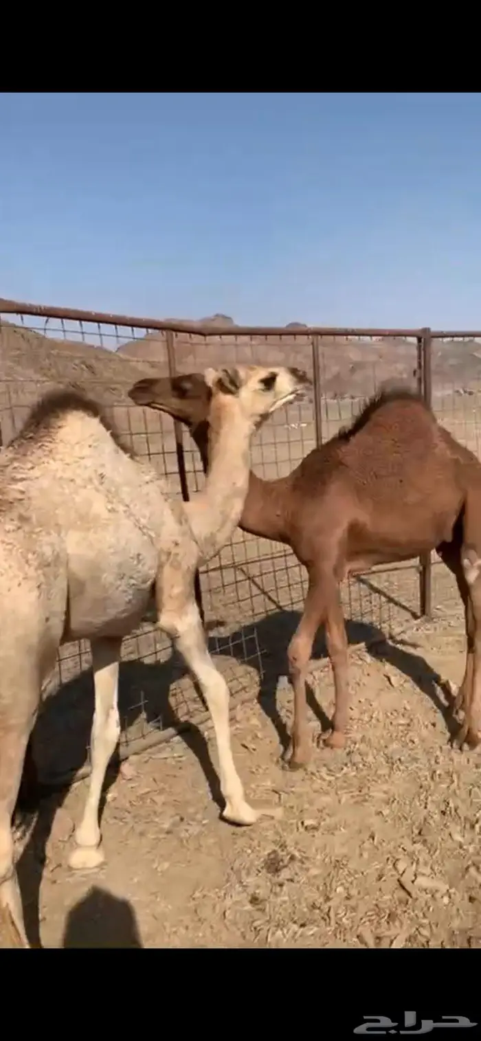 للبيع قعودين على الحليب 1