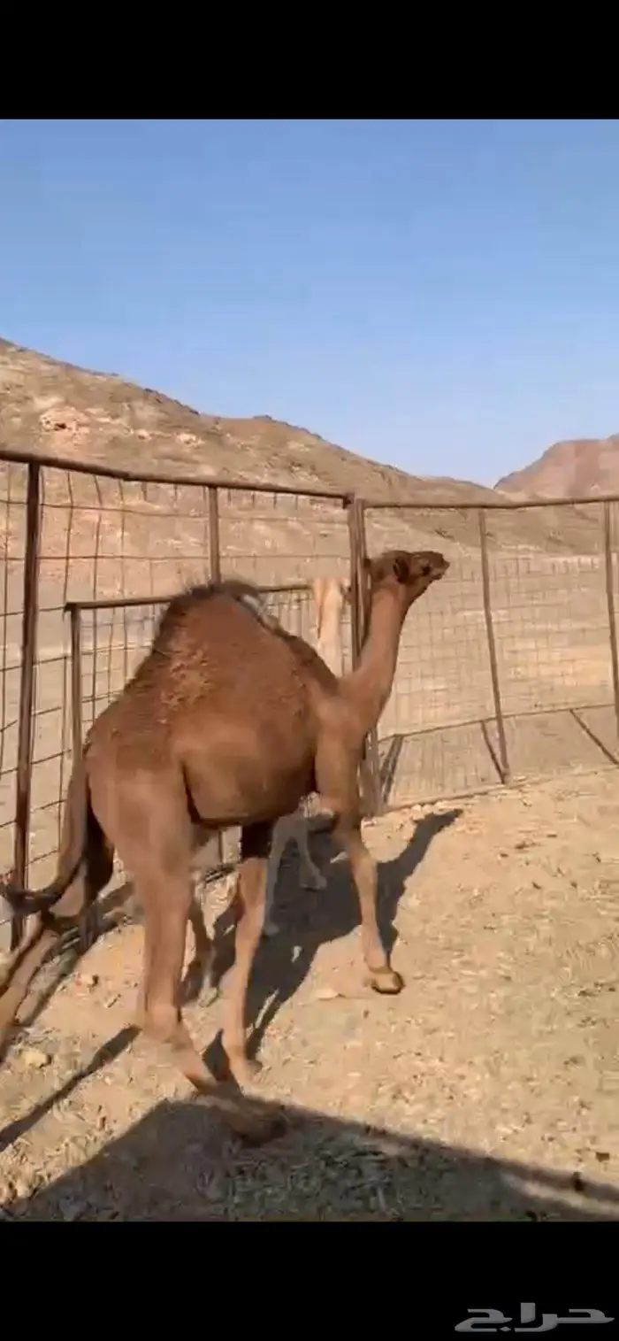 للبيع قعودين على الحليب 0