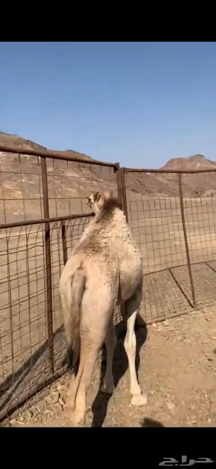 للبيع قعودين على الحليب 2