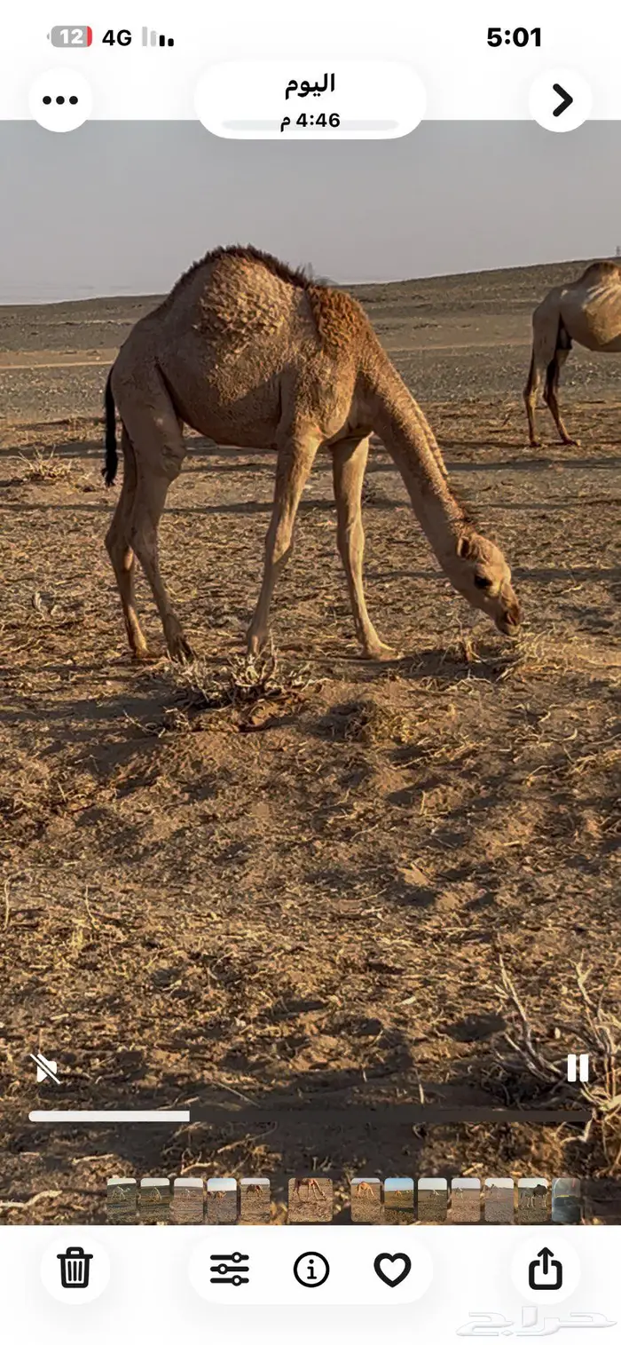 قعود و بكرة 0