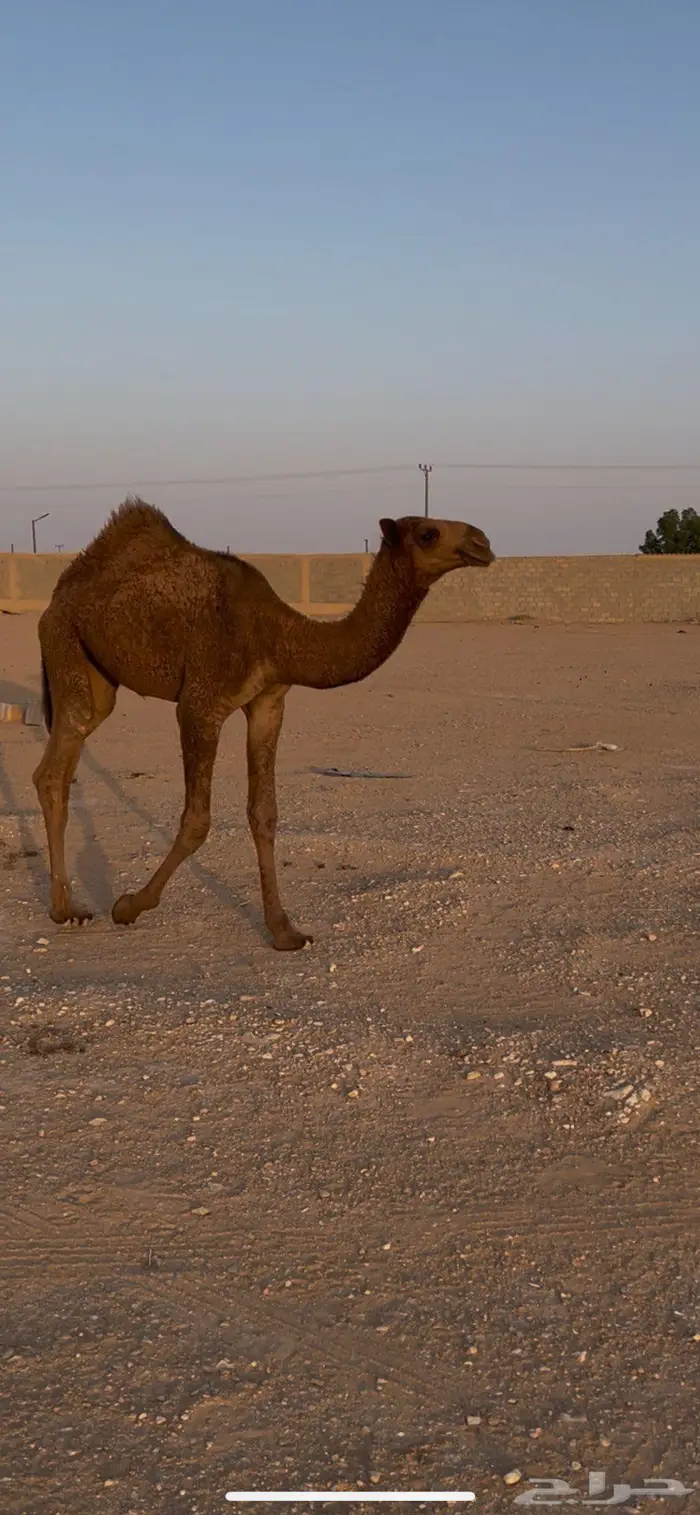حواره صفراء طيبه 2