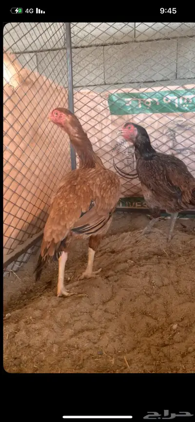 دجاج بكستاني فاخر 0