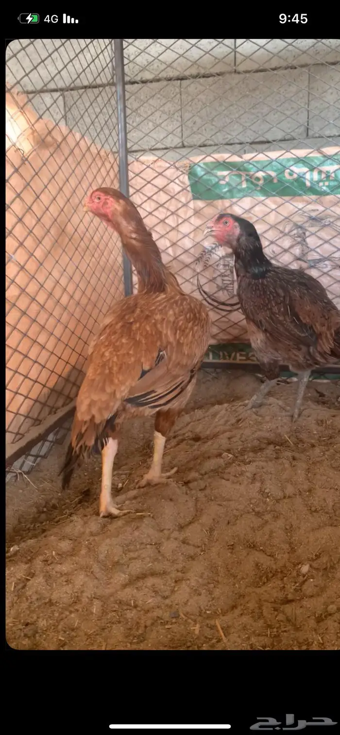 دجاج بكستاني فاخر 0