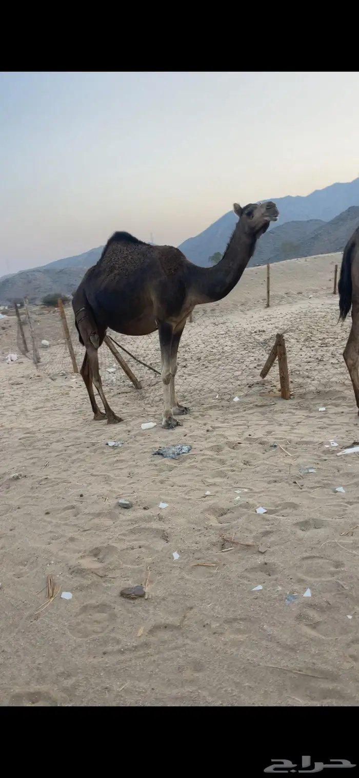 ناقتين ساحليات ملاقيات وسم واحد 0