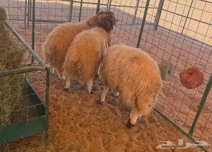 طليان ذبايح نعيم غنم 2