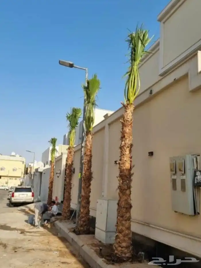 نخل واشنطني زينه 19