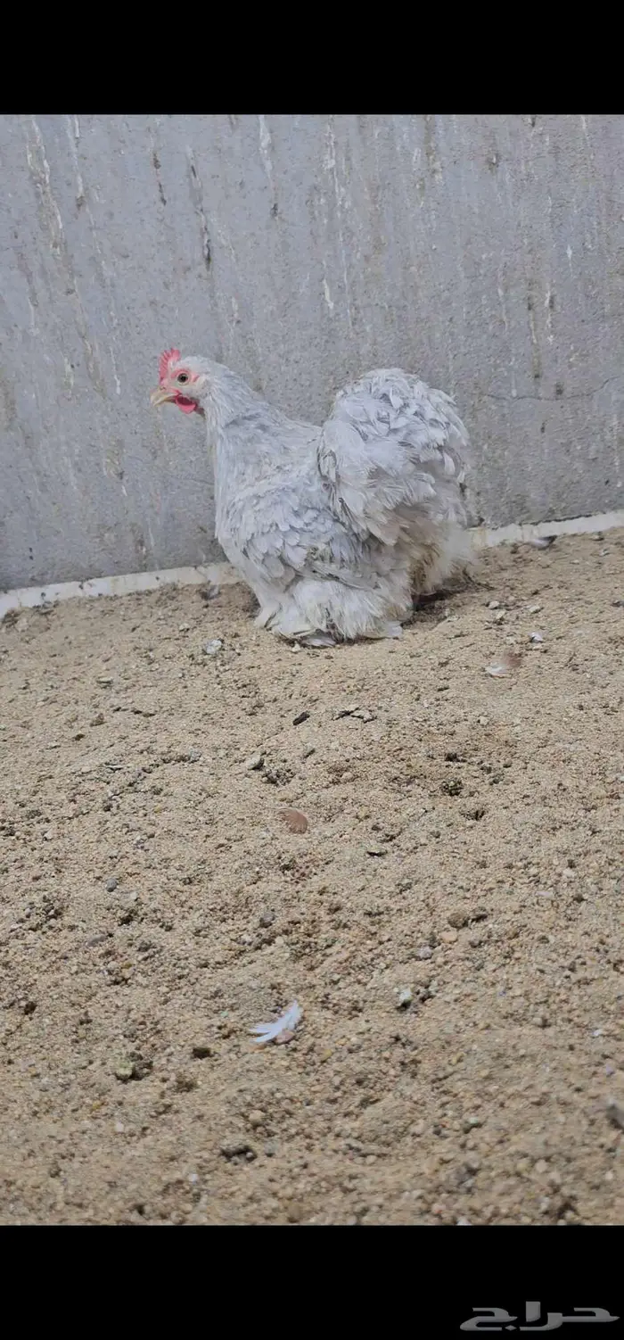 دجاج كوشن 1