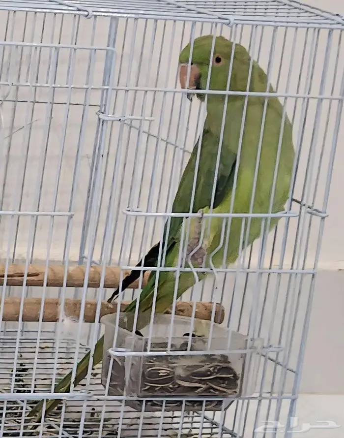 ببغاء 0