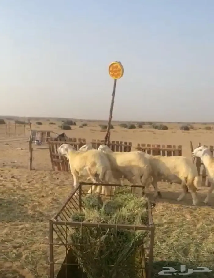 طليان 2