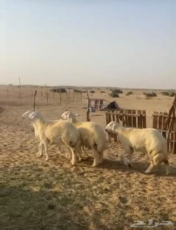 طليان 0