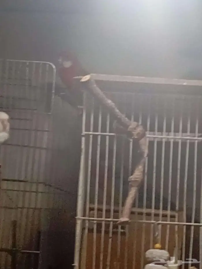 Rose lovebirds and Rosella pair with two big cages 1