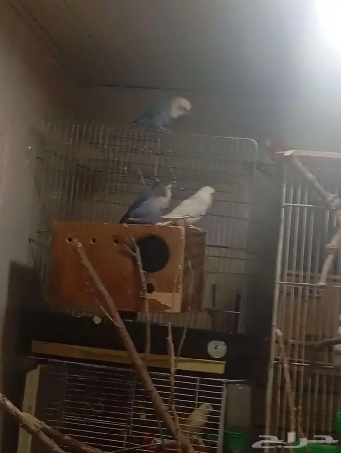 Rose lovebirds and Rosella pair with two big cages 2