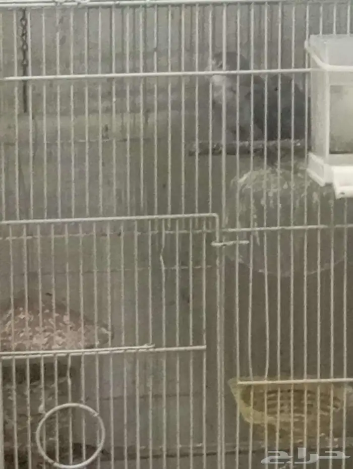 Rose lovebirds and Rosella pair with two big cages 0