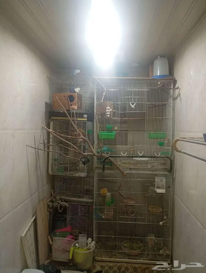 Rose lovebirds and Rosella pair with two big cages 3