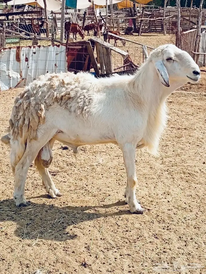 فحل حري من مراح صنف 3