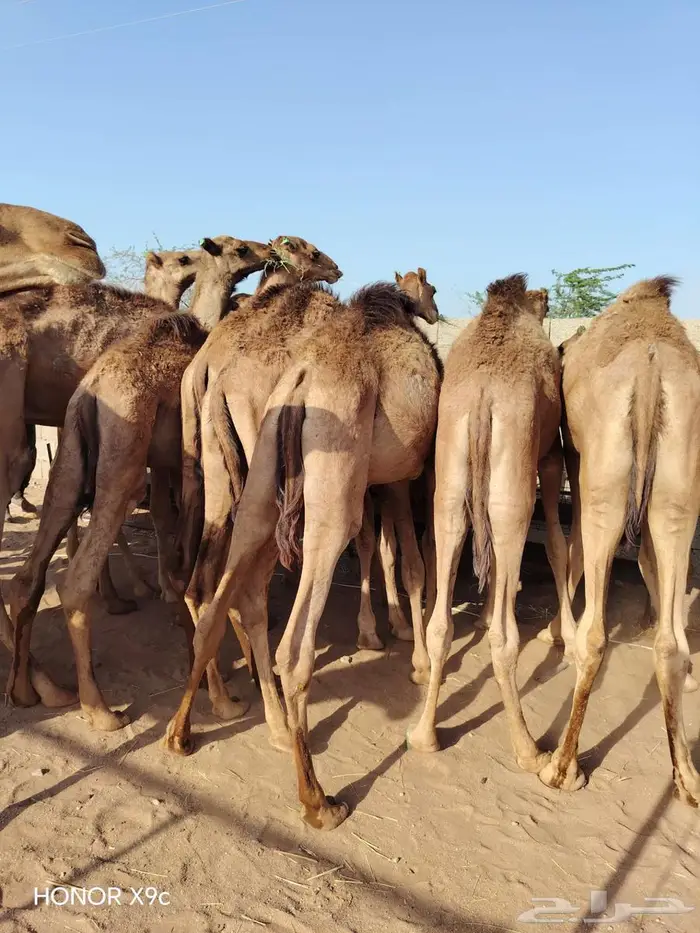 فرصة لا تفوت للتجار قعدان نظيفة علي الشرط 3
