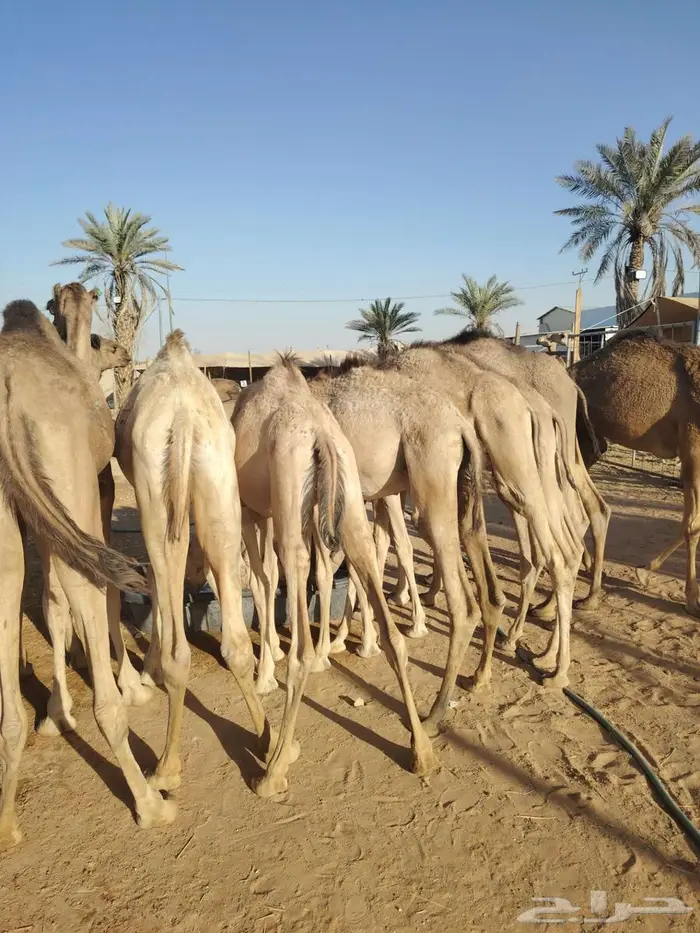 فرصة لا تفوت للتجار قعدان نظيفة علي الشرط 4