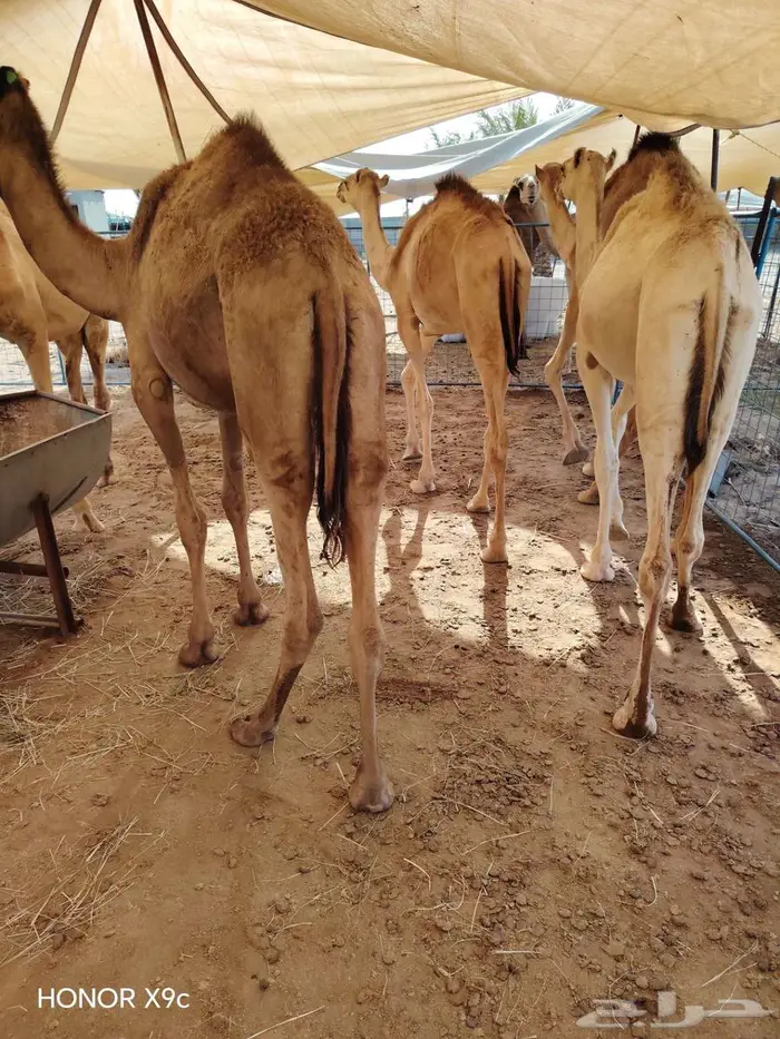 فرصة لا تفوت للتجار قعدان نظيفة علي الشرط 1