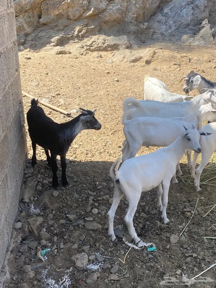 سبعه تيوس وجفرتين 0