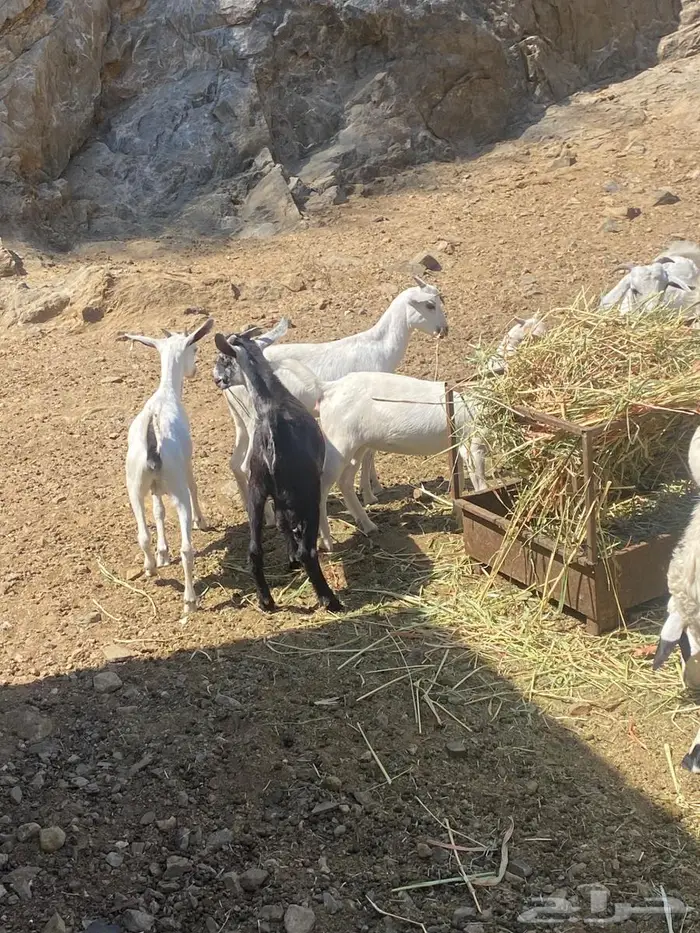 سبعه تيوس وجفرتين 1