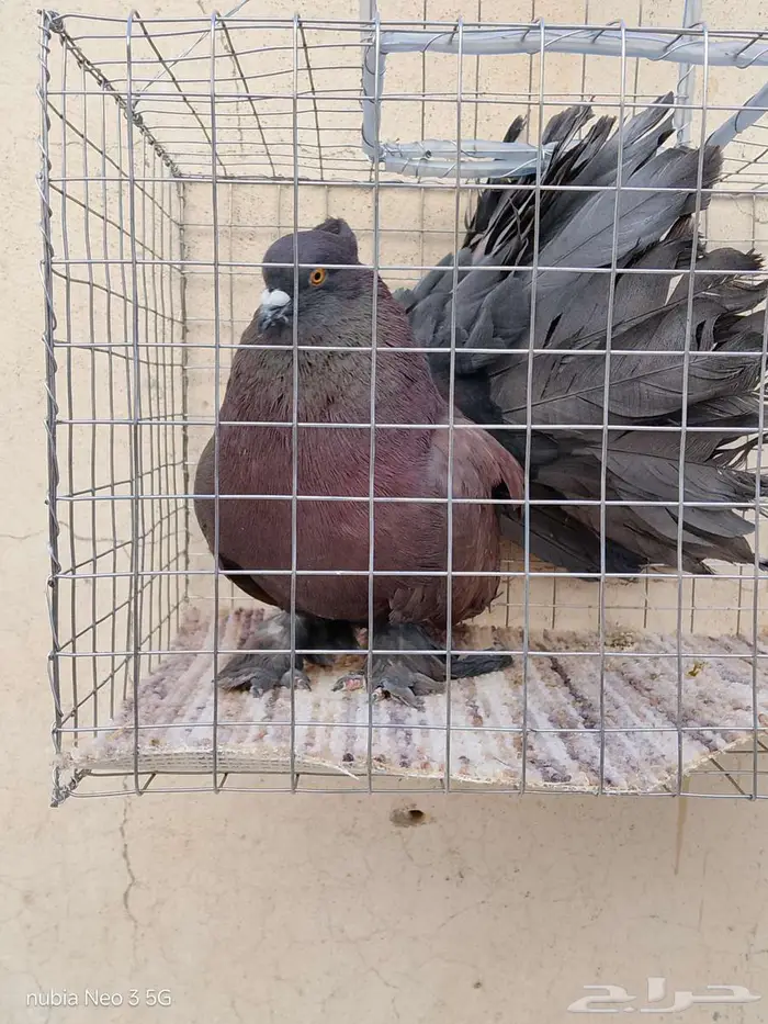 حمام هزاز امريكي 0