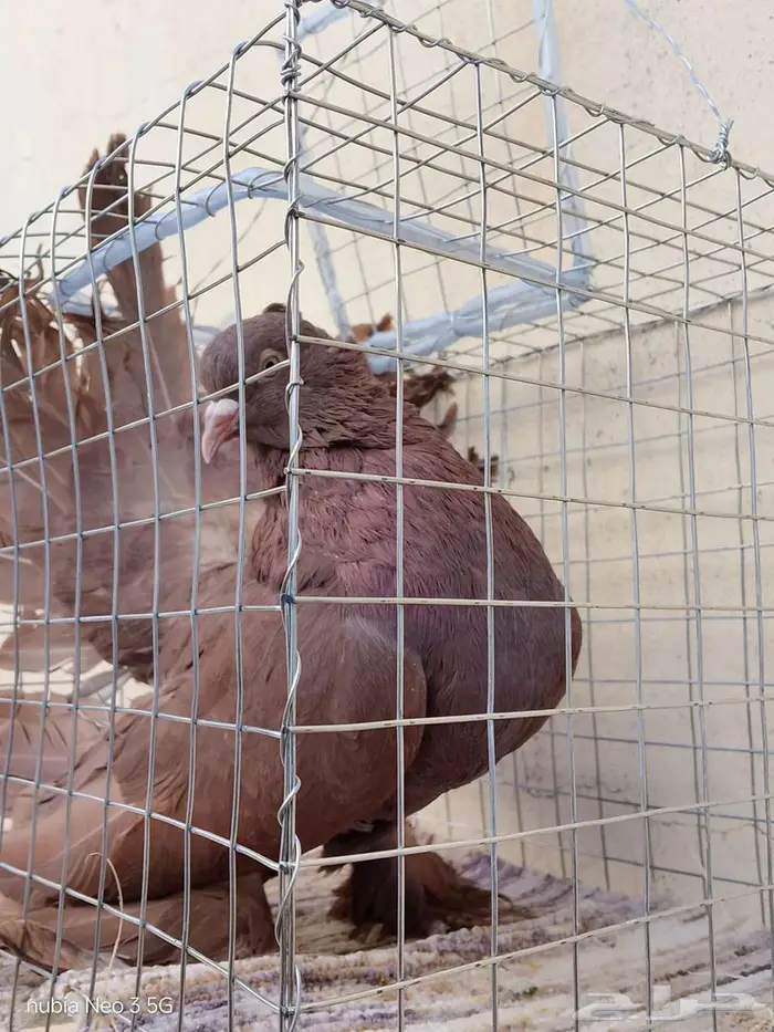 حمام هزاز امريكي 1