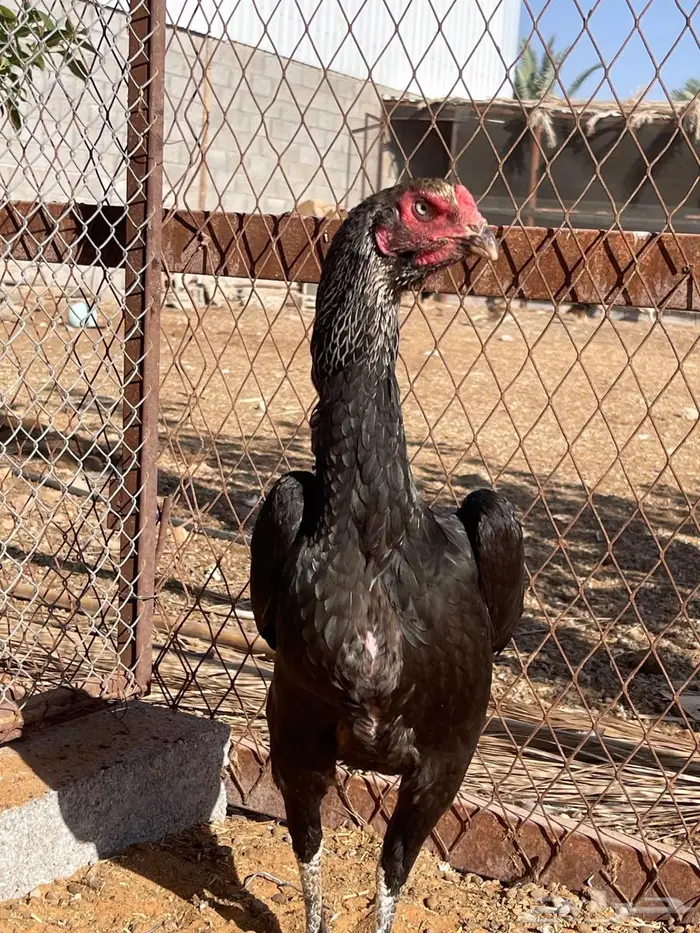 ديك ودجاجة شامو ألماني فاخر 3