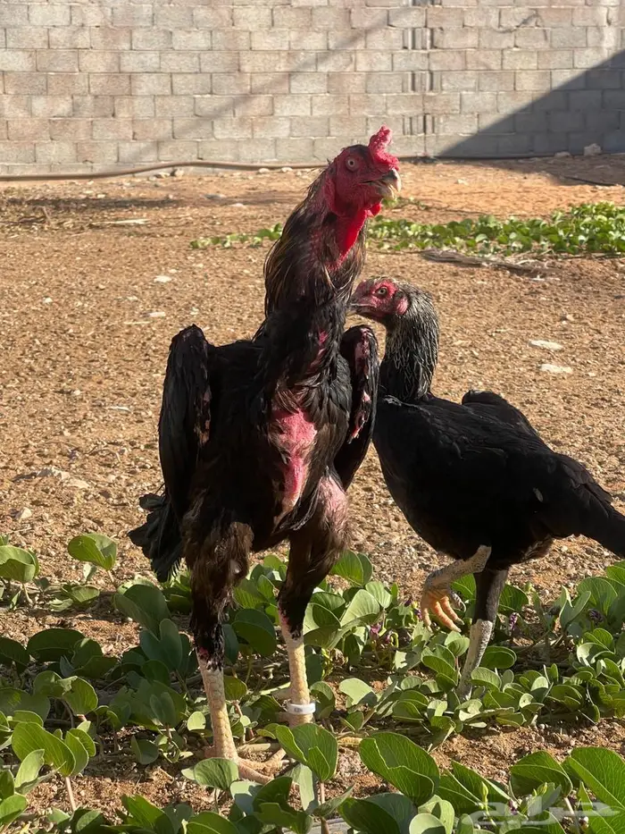 ديك ودجاجة شامو ألماني فاخر 6
