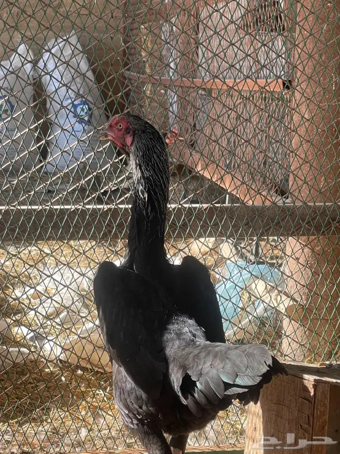 ديك ودجاجة شامو ألماني فاخر 5