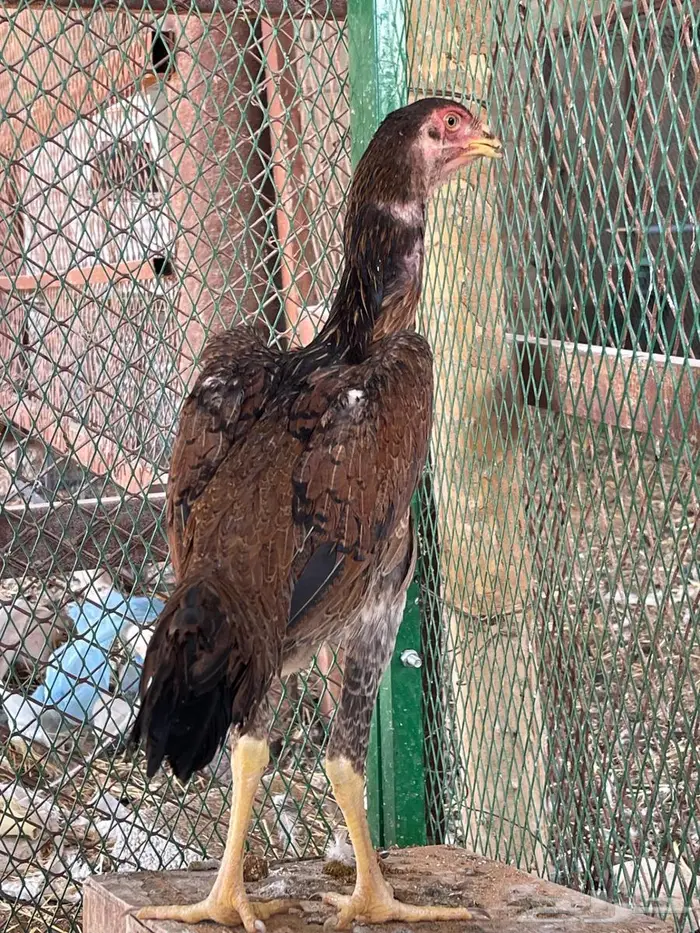 ديك ودجاجة شامو ألماني فاخر 7