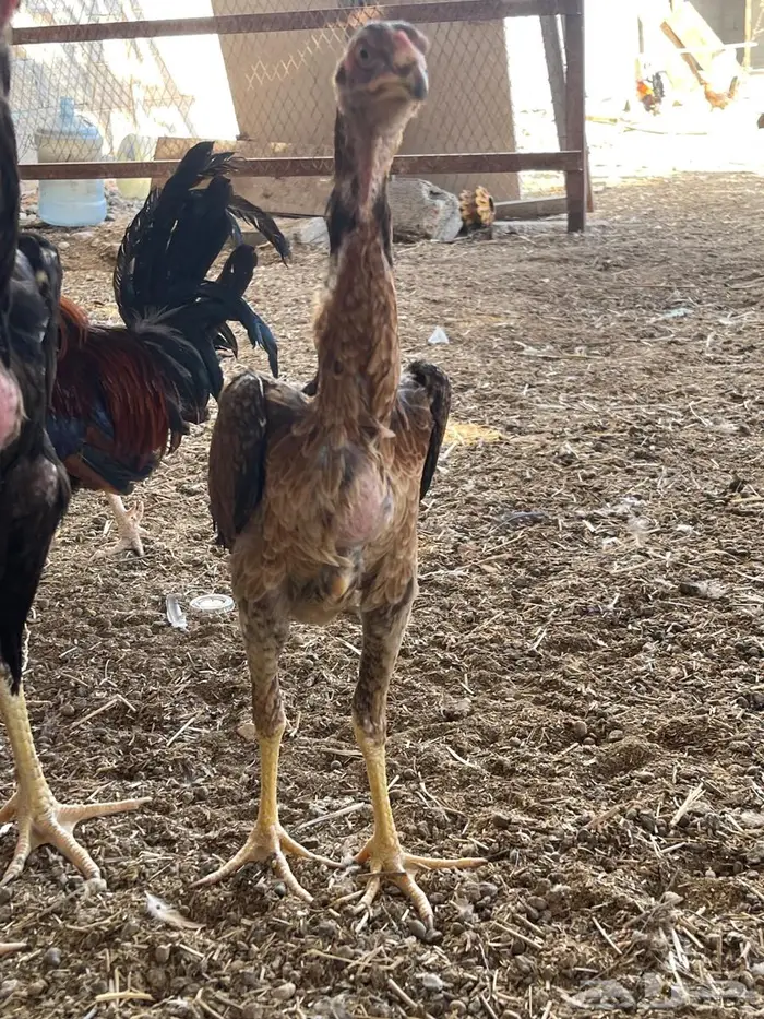 ديك ودجاجة شامو ألماني فاخر 8