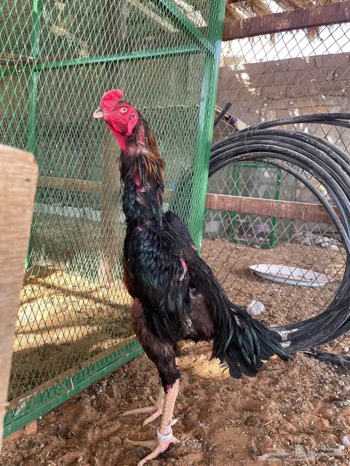 ديك ودجاجة شامو ألماني فاخر 9