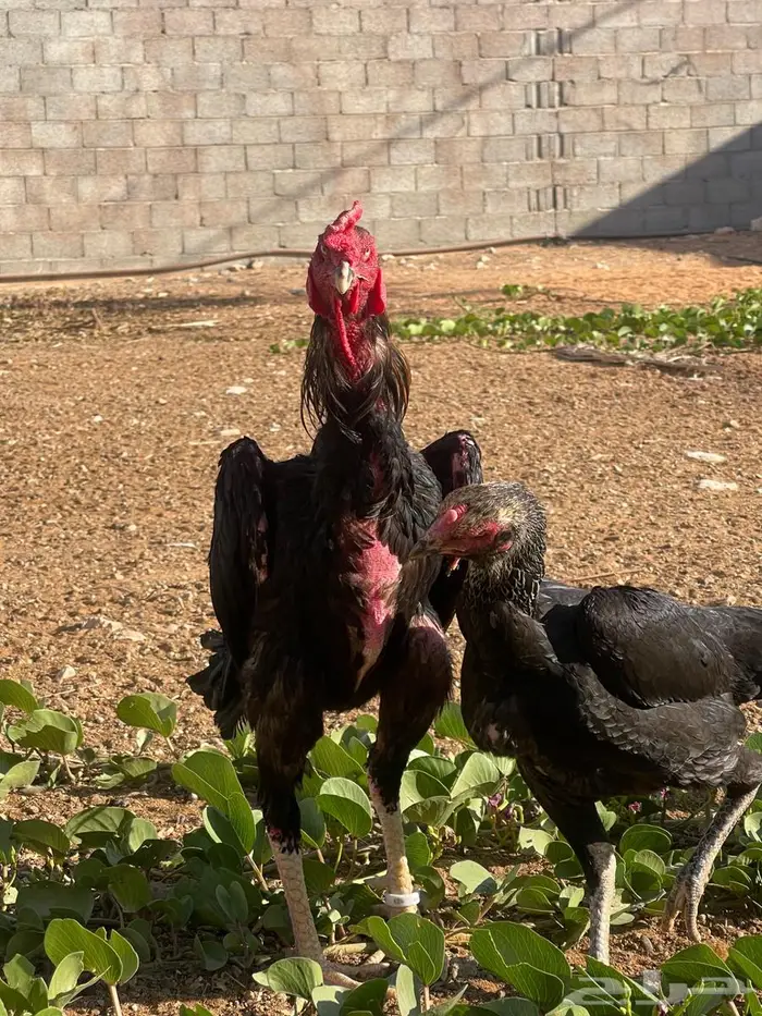 ديك ودجاجة شامو ألماني فاخر 10