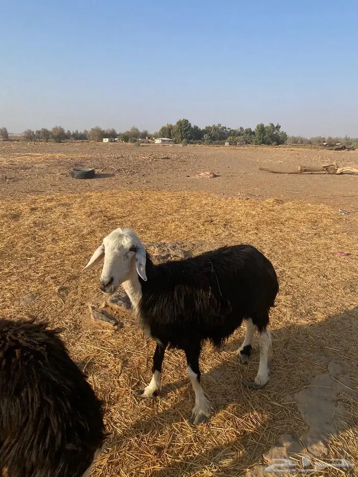 نعجه للبيع 1